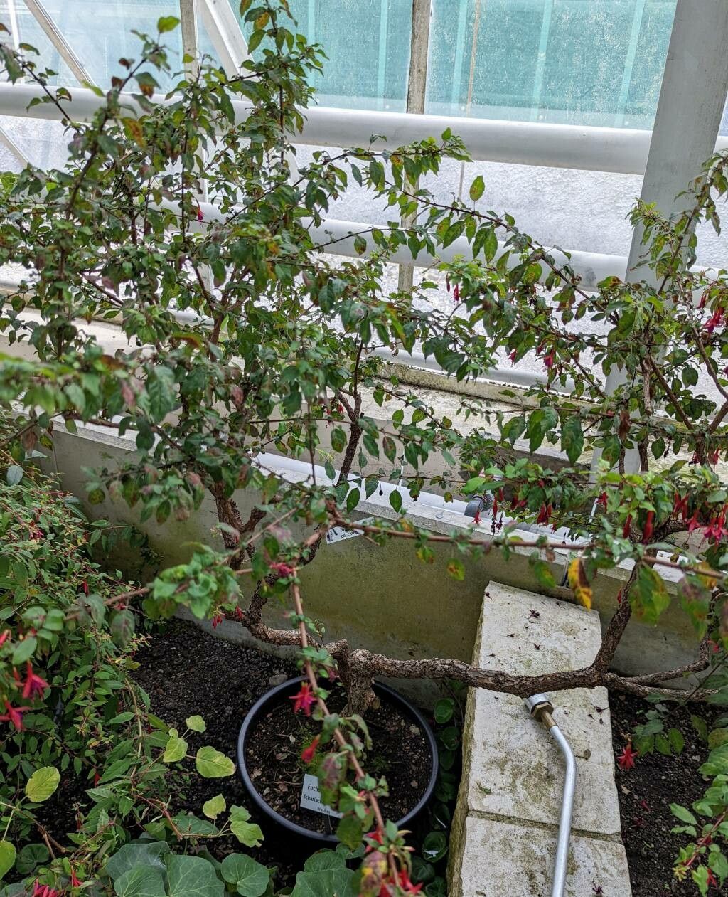 Fuchsia coccinea habit