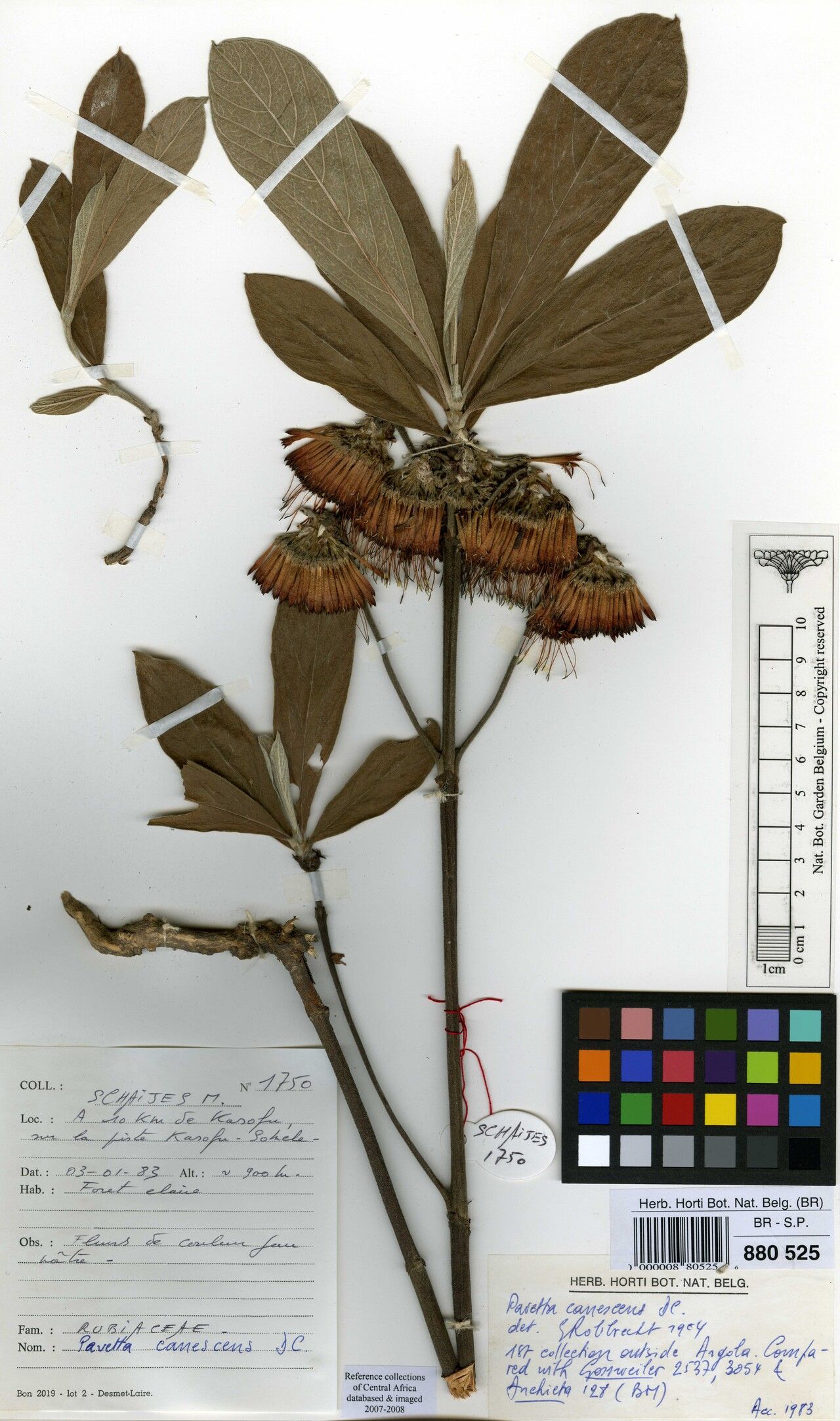 Pavetta canescens — houseplant care guide