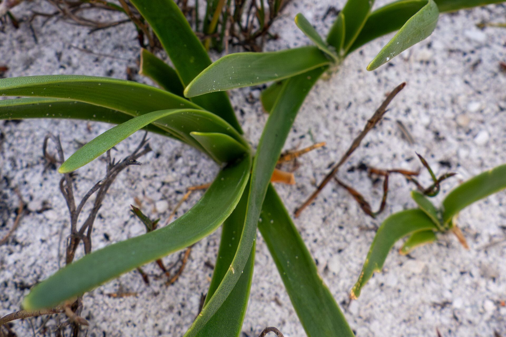 Trachyandra ciliata — related species from the same genus