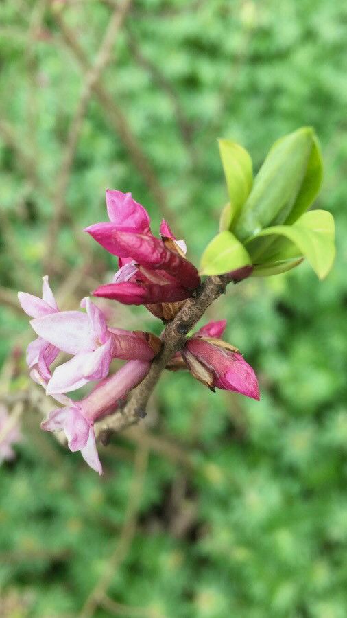 Daphne mezereum flower