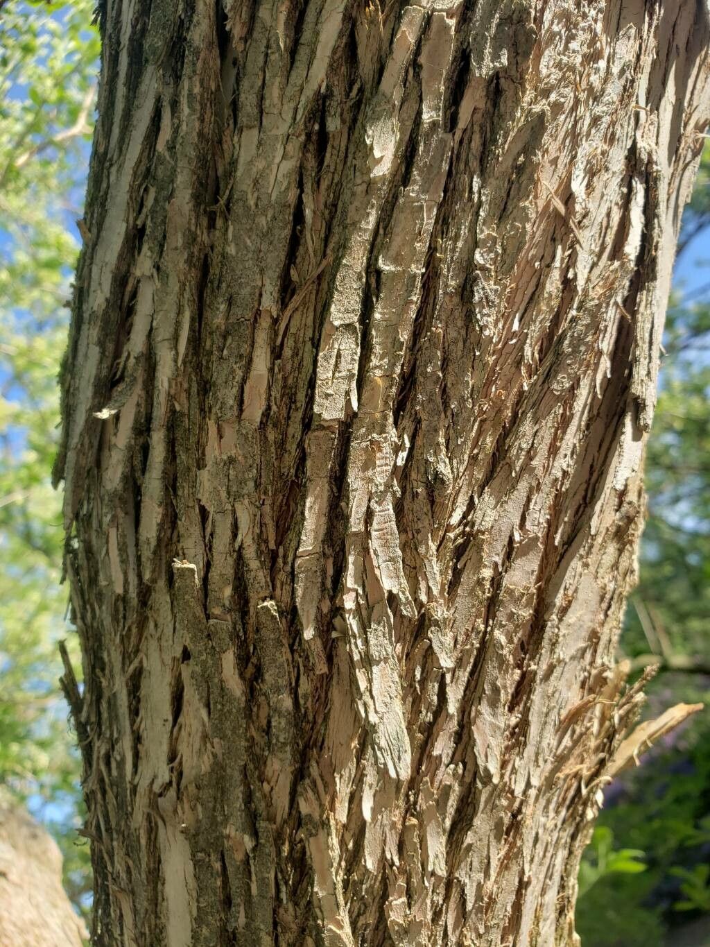 Symplocos paniculata bark