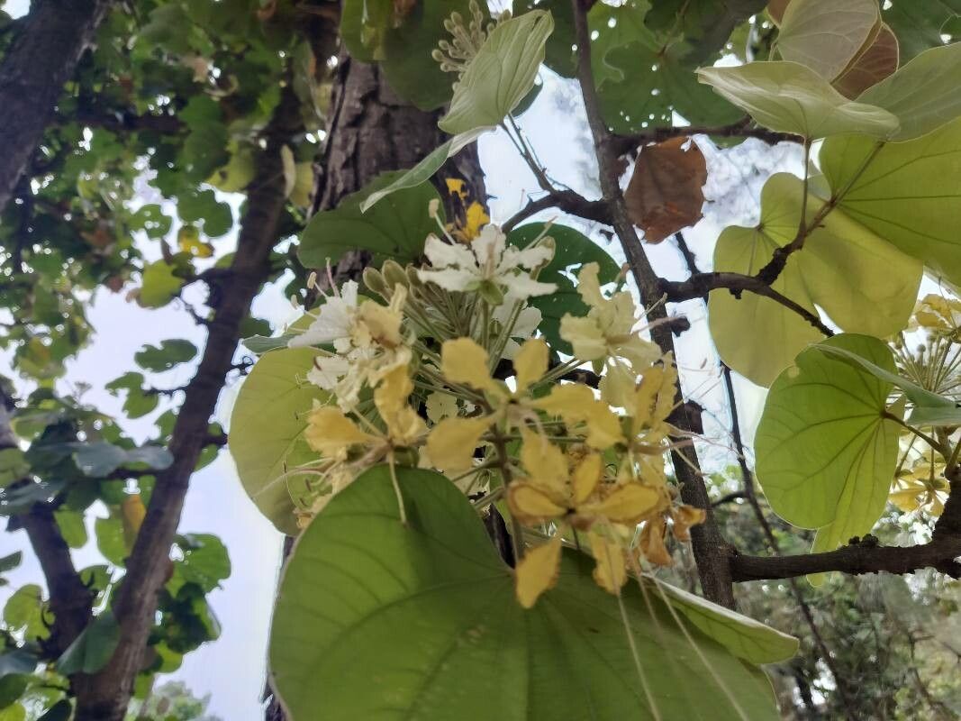 Phanera vahlii flower