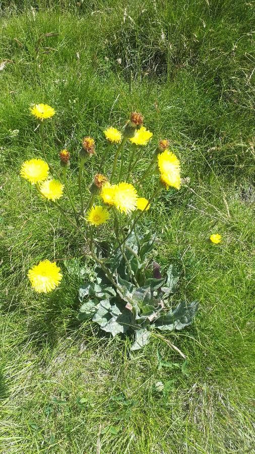 Hypochaeris maculata flower