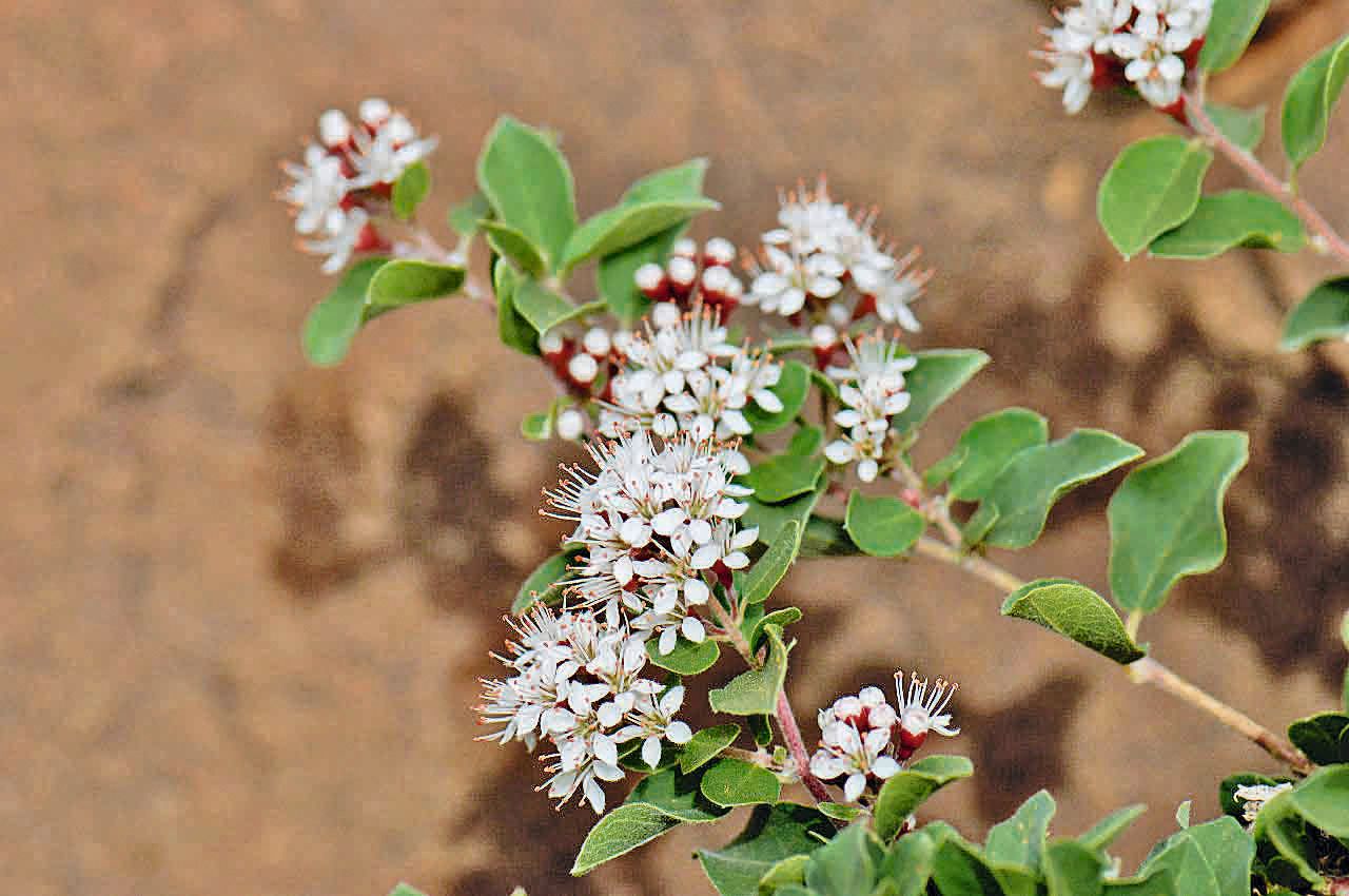 Combretum aculeatum flower