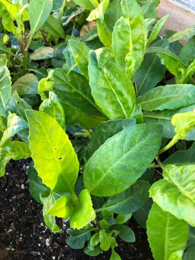 Angelica keiskei leaf