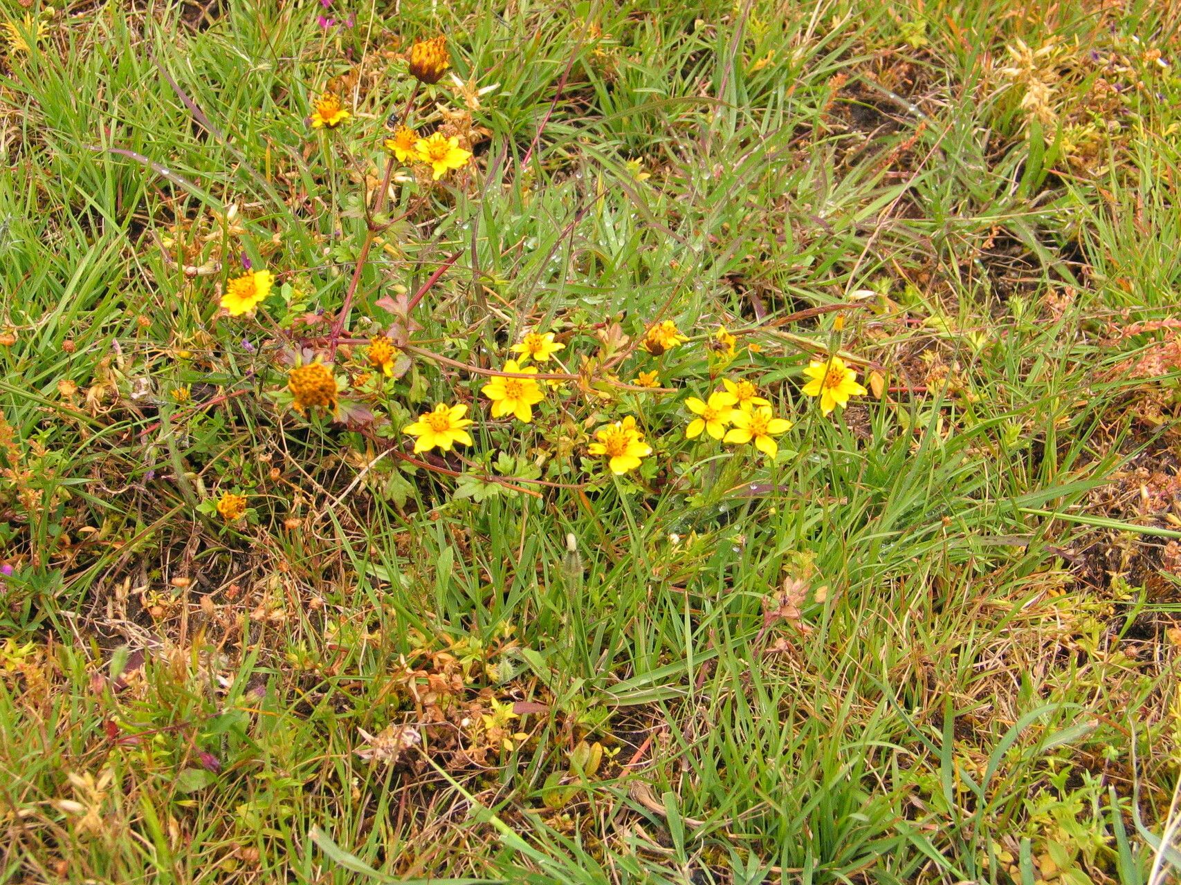 Bidens ternata — search result for 'Bidens'