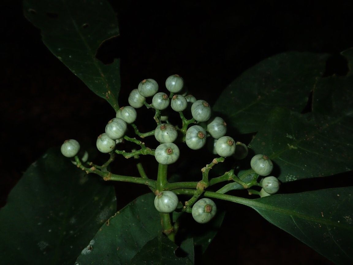 Pavetta longibrachiata — houseplant care guide