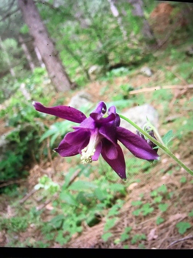 Aquilegia dumeticola flower