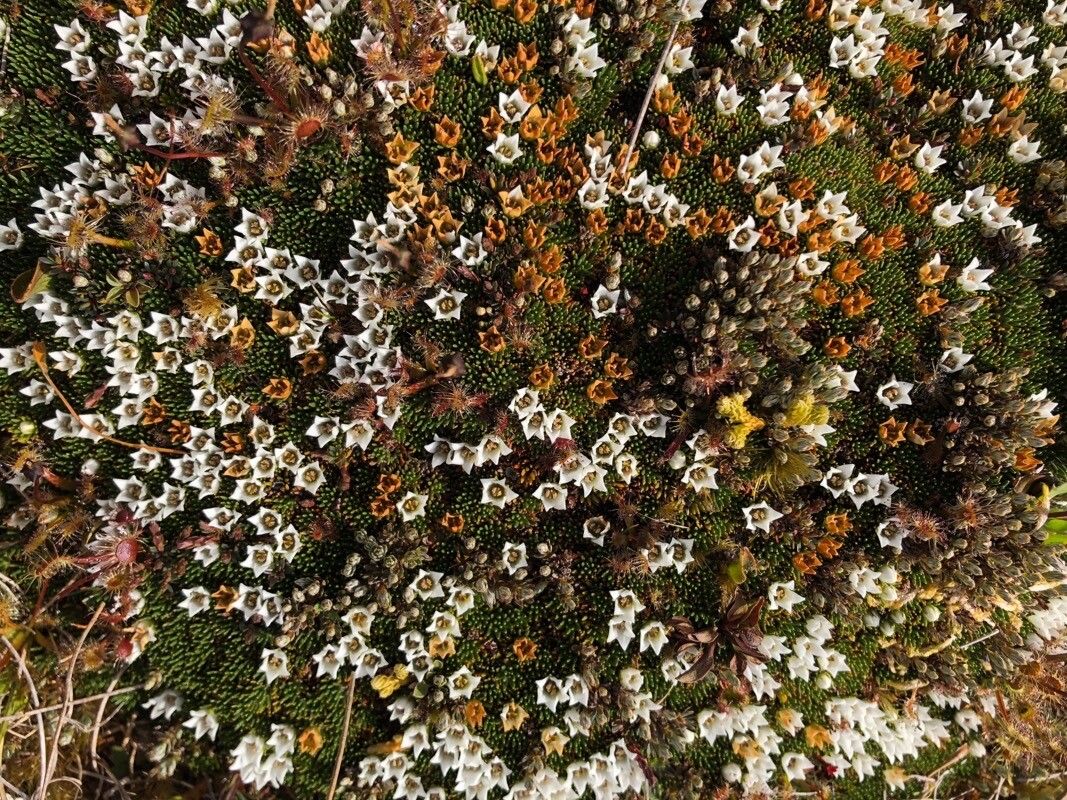 Werneria humilis flower