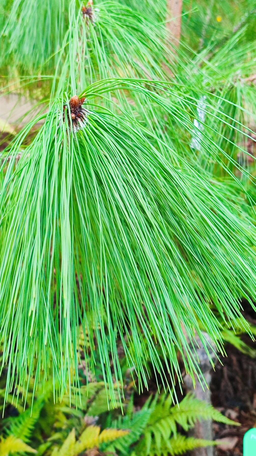 Pinus taiwanensis leaf