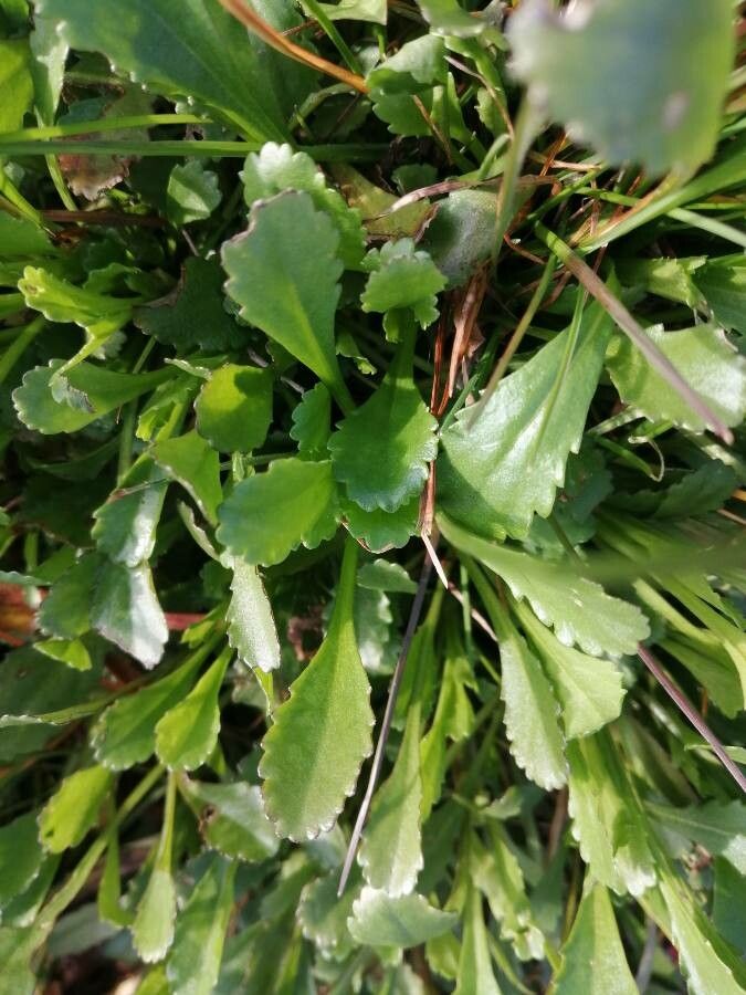 Coleostephus myconis leaf