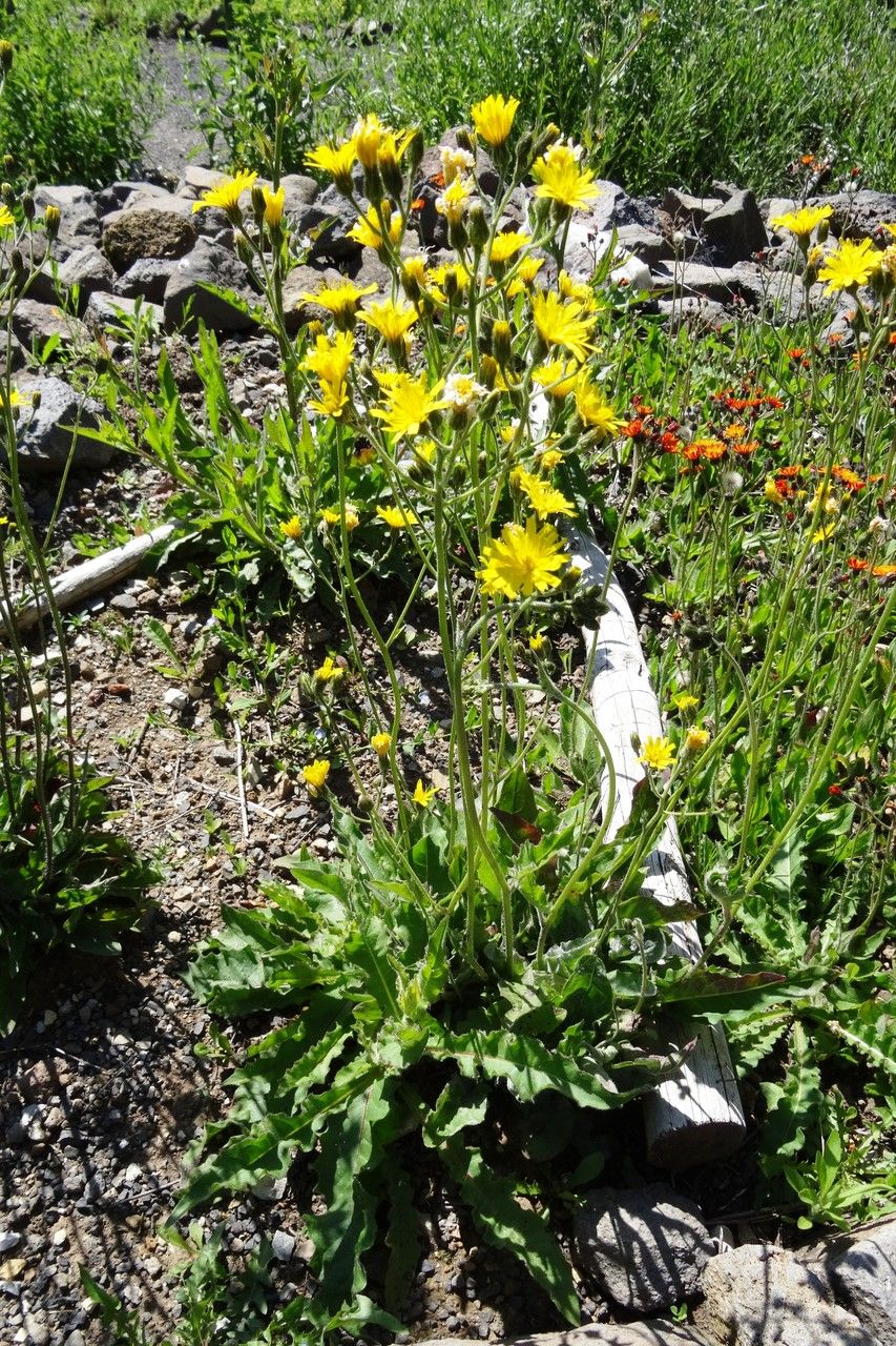 Hieracium vulgatum habit