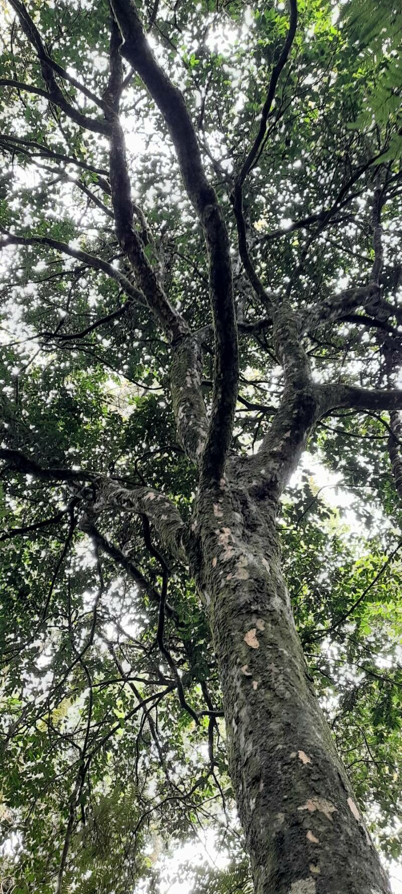 Plinia rivularis habit