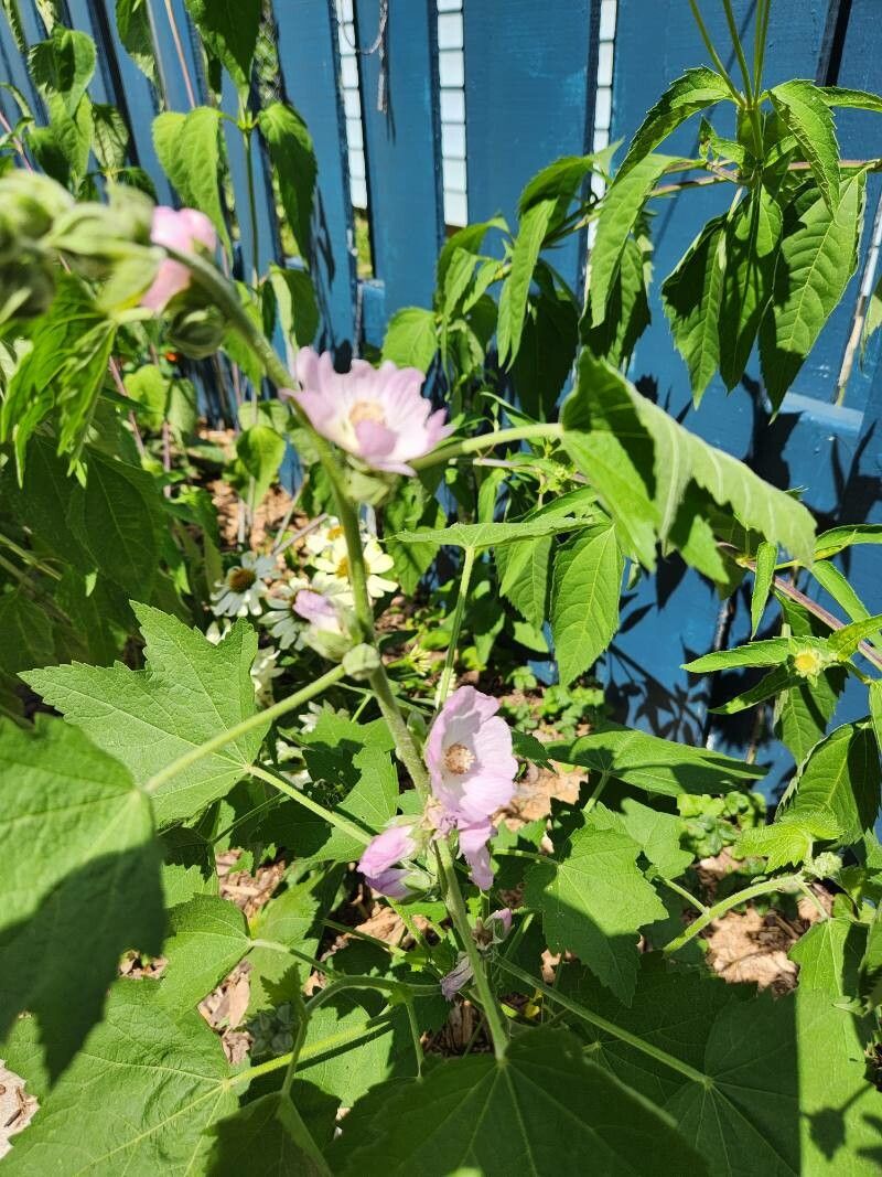 Iliamna remota — related species from the same genus