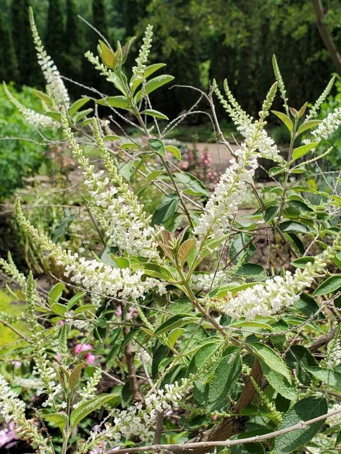 Aloysia virgata flower