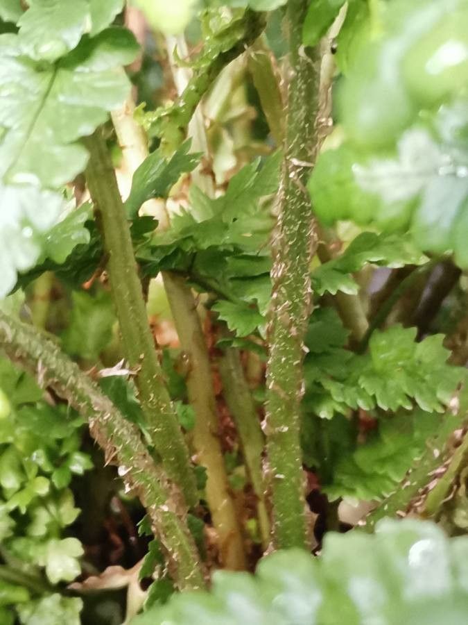 Dryopteris wallichiana bark