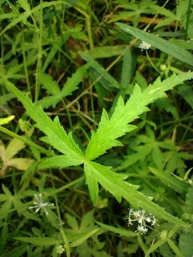 Hydrocotyle geraniifolia — search result for 'Hydrocotyle'