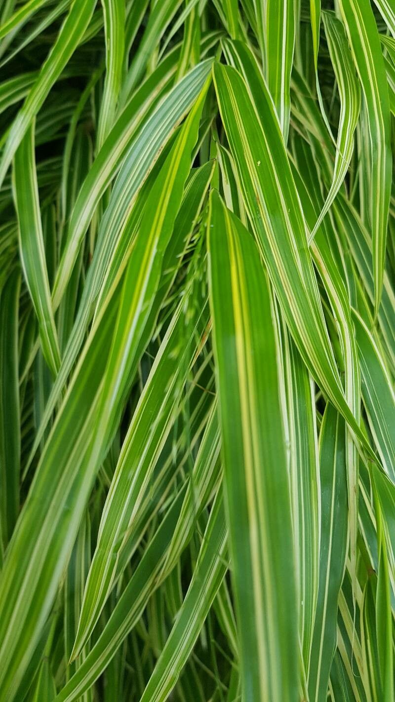Hakonechloa macra fruit