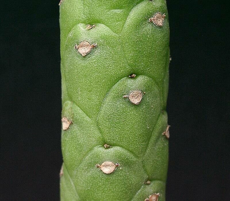 Euphorbia kimberleyana bark