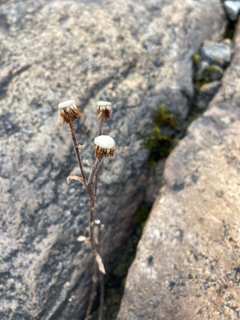 Erigeron ecuadoriensis fruit