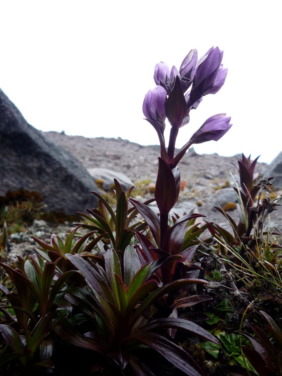 Gentianella foliosa — search result for 'Gentianella'