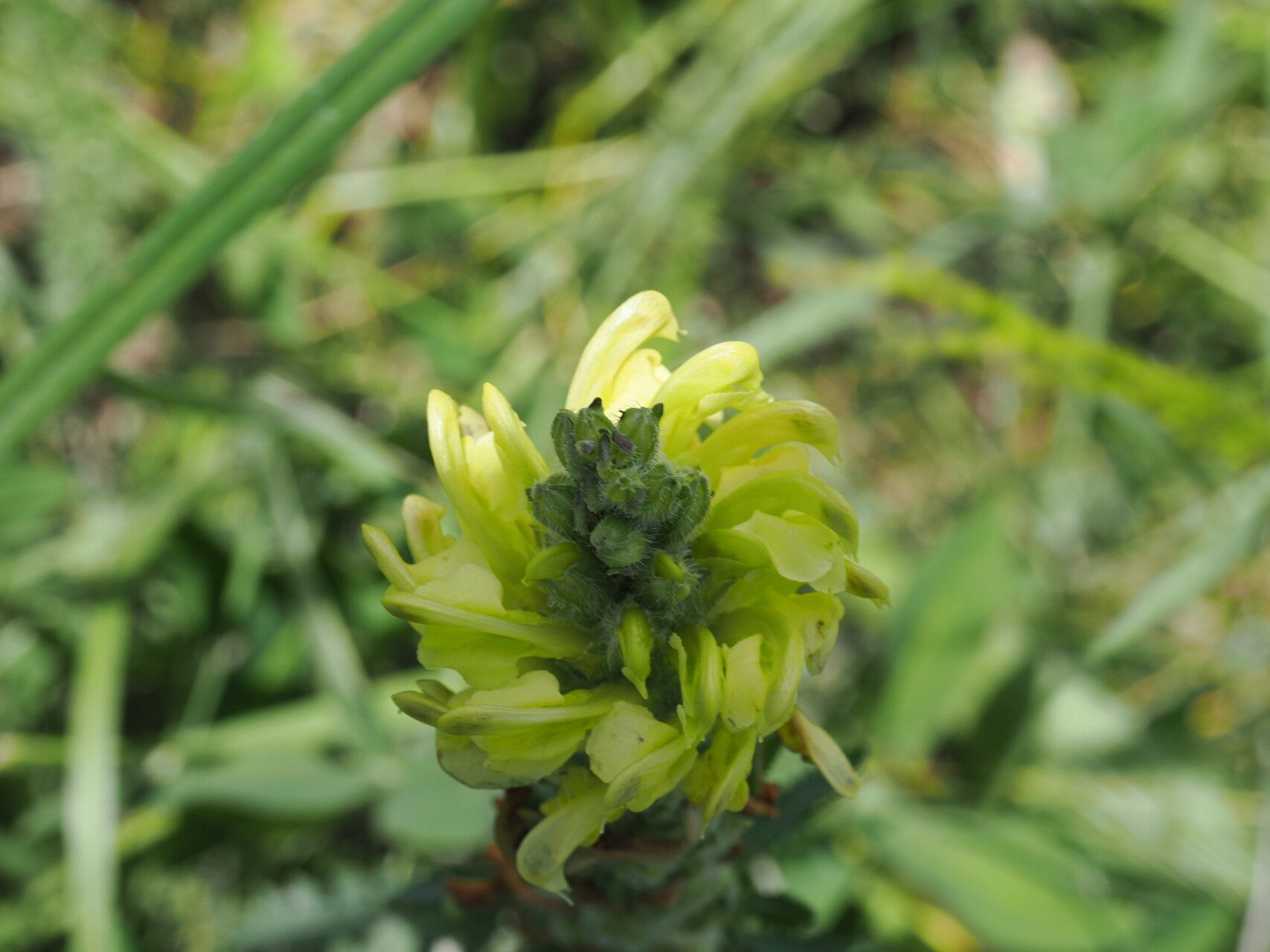 Pedicularis kaufmannii flower