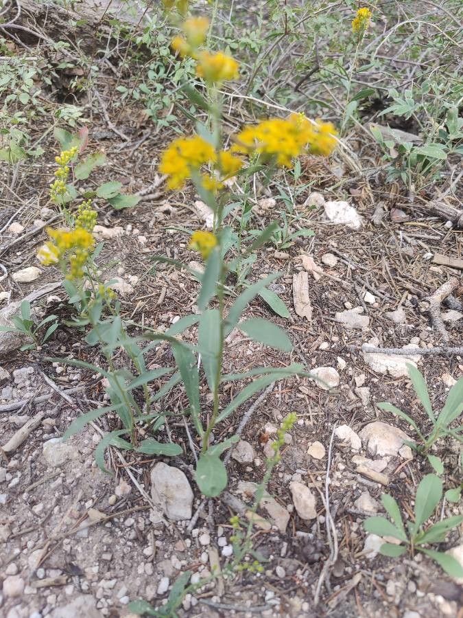 Solidago velutina — search result for 'Solidago'
