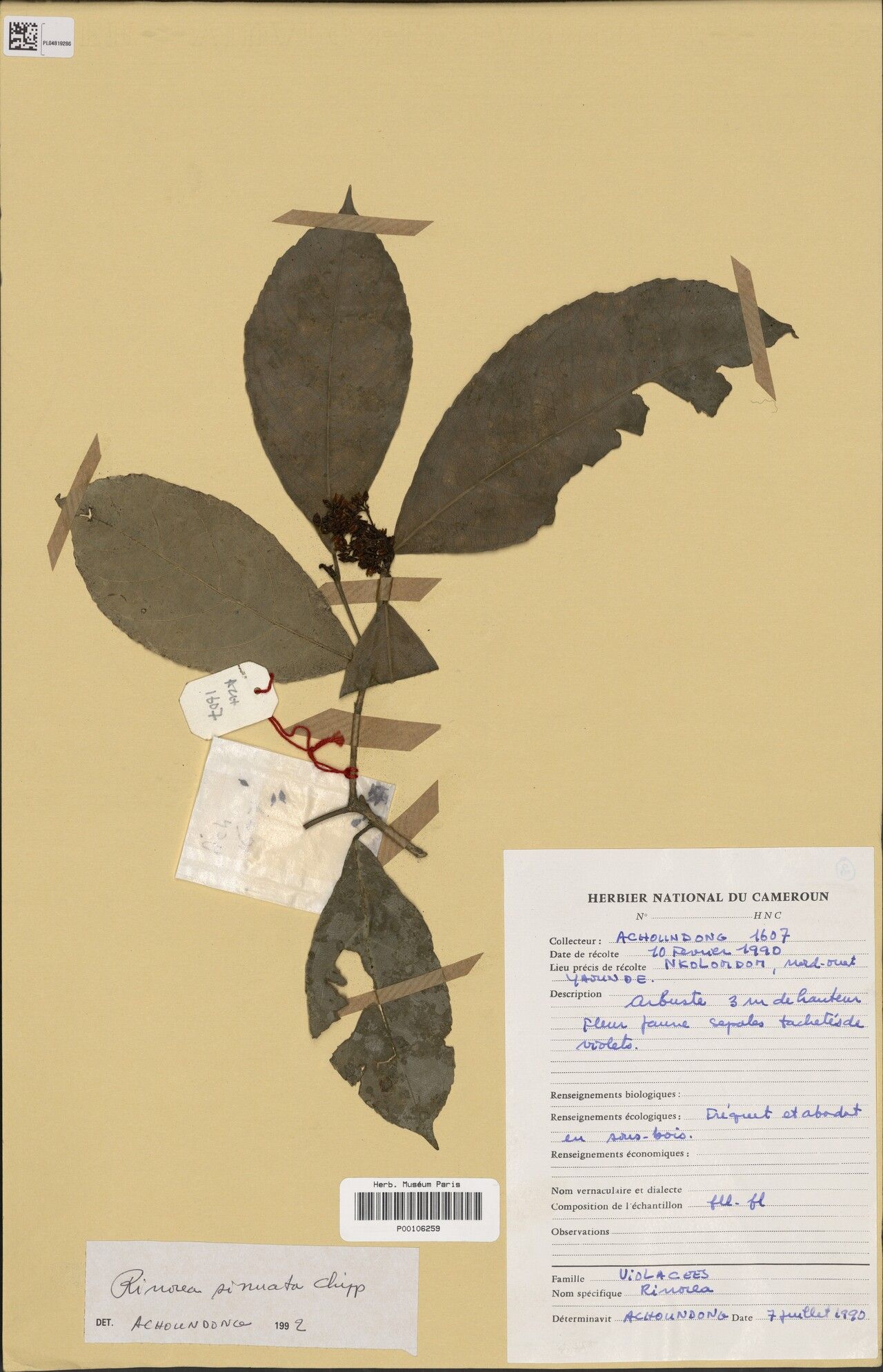 Rinorea sinuata — houseplant care guide