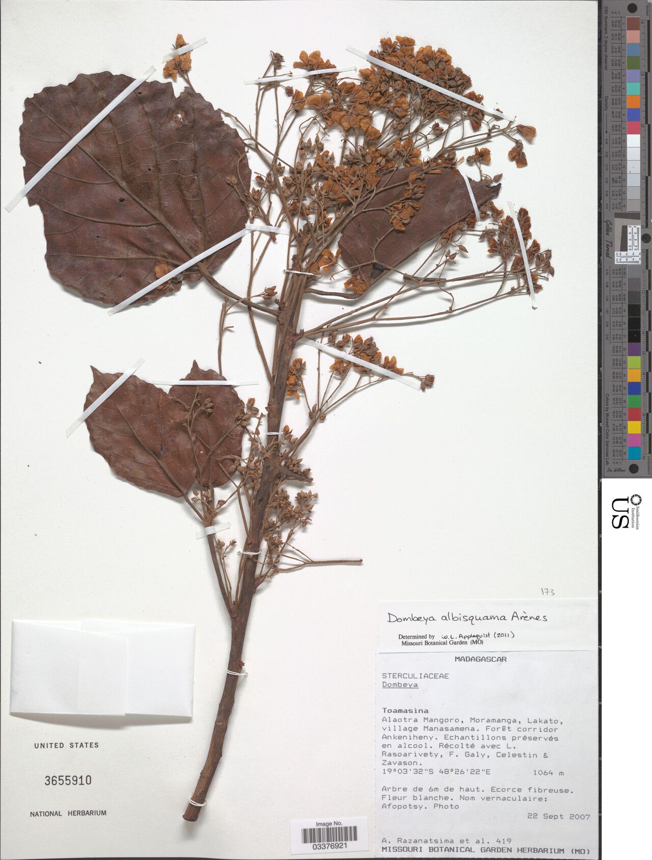 Dombeya albisquama — related species from the same genus