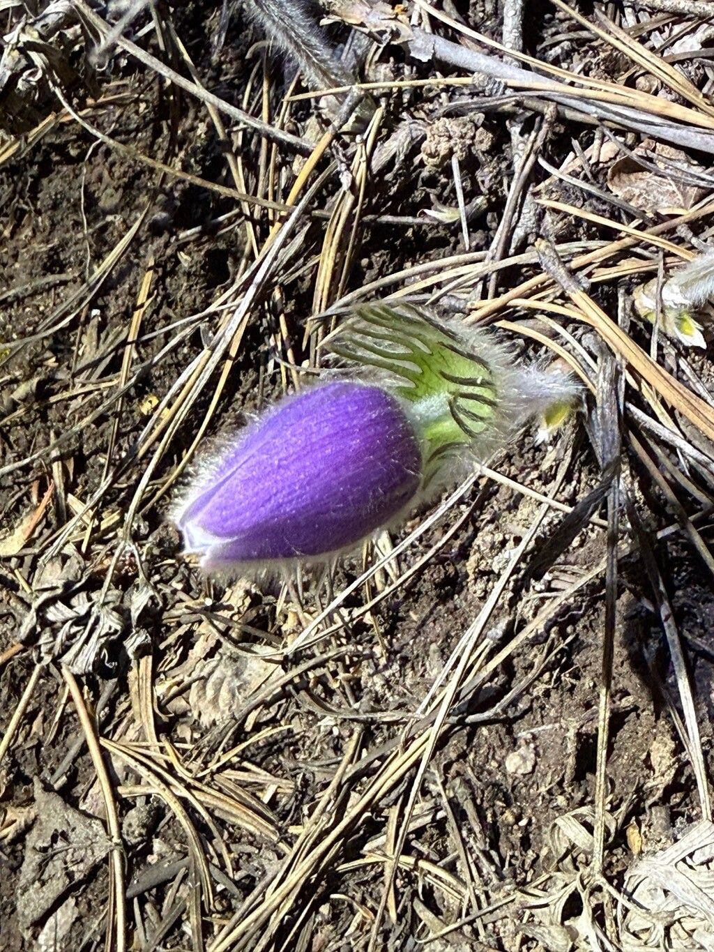 Pulsatilla nuttalliana — search result for 'Pulsatilla'