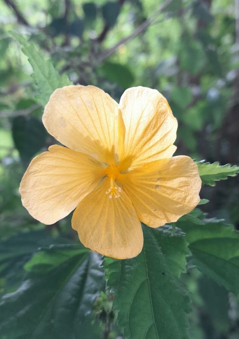 Pavonia sepioides flower