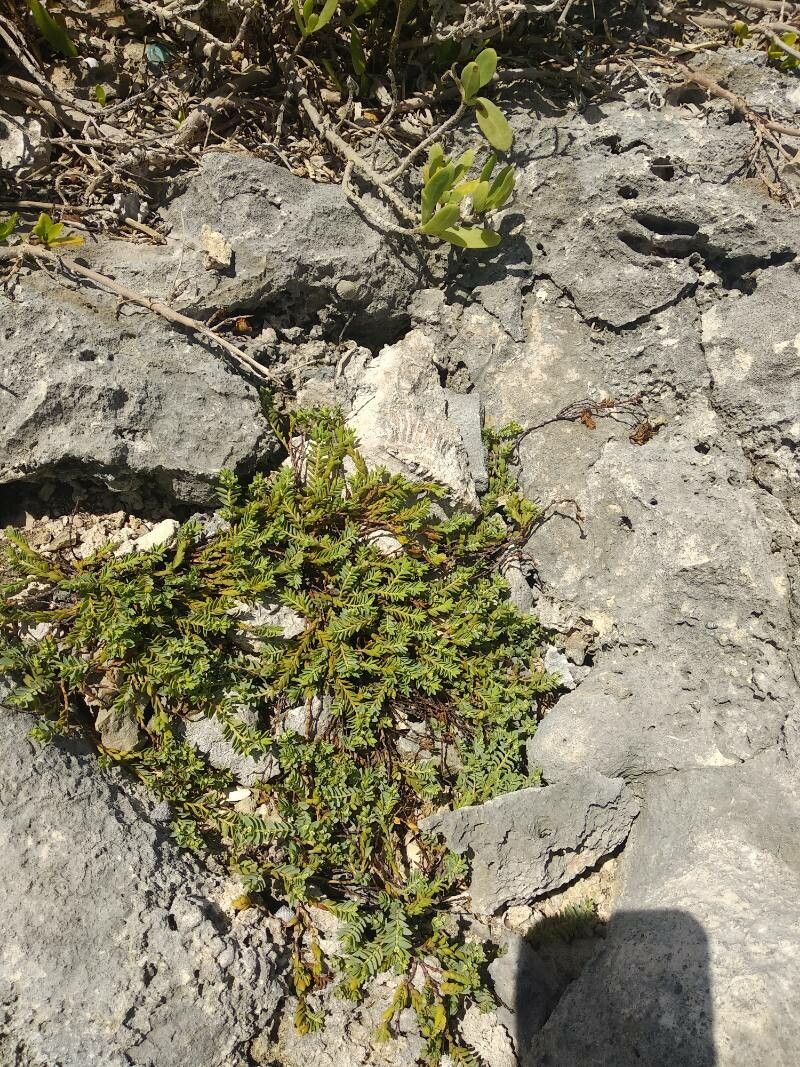 Euphorbia mesembrianthemifolia habit