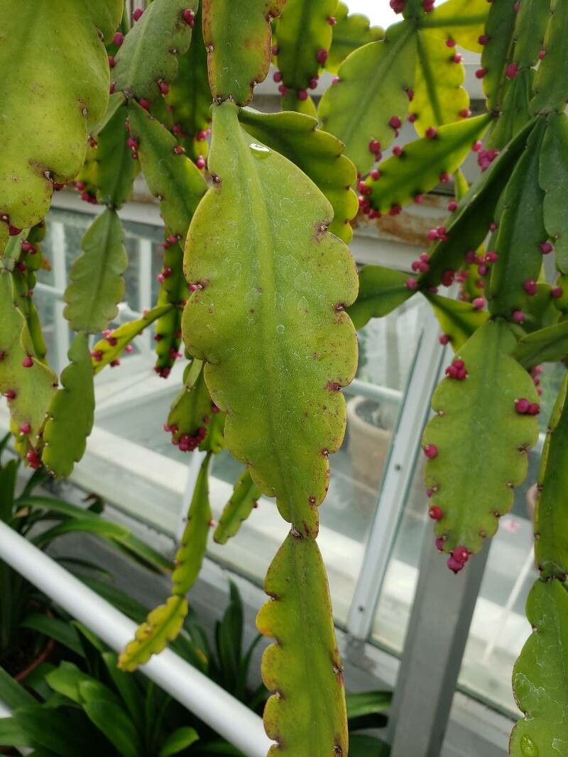 Rhipsalis russellii — search result for 'Rhipsalis'