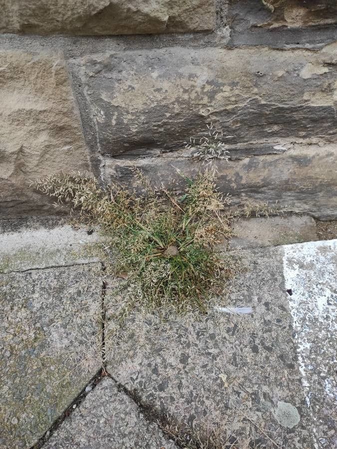 Eragrostis minor fruit
