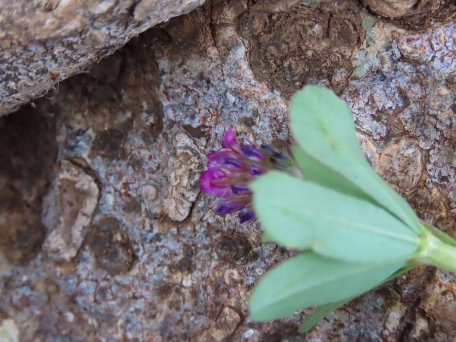 Trifolium usambarense leaf