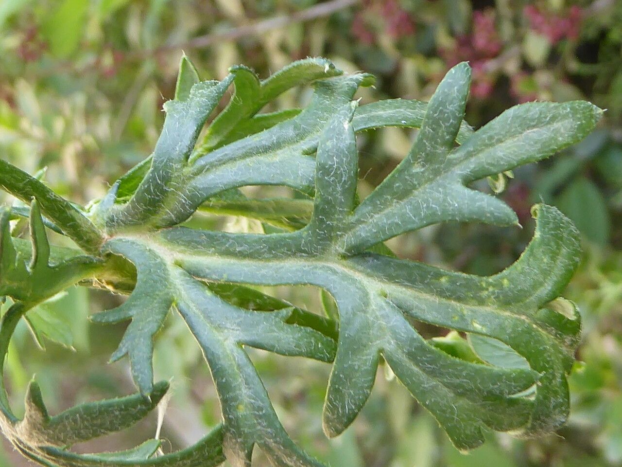 Papaver hybridum — search result for 'Papaver'