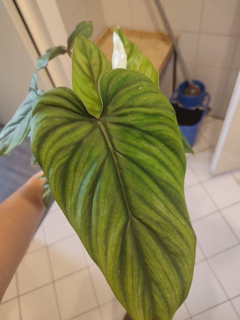 Philodendron colombianum — search result for 'Philodendron'