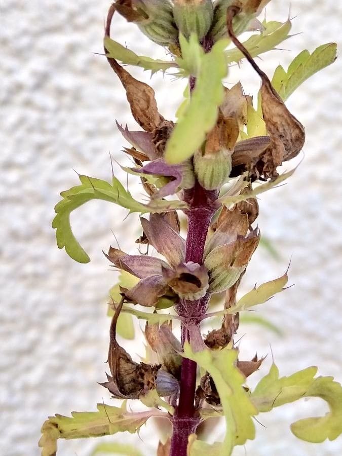 Dracocephalum moldavica fruit