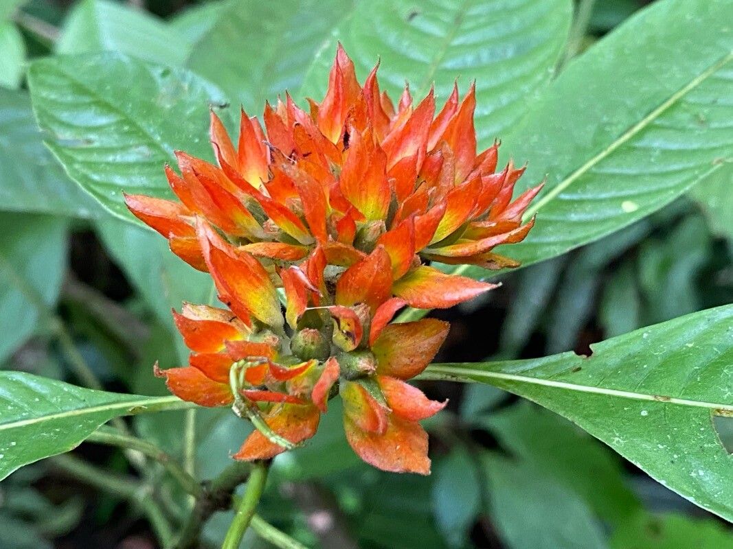 Palicourea aurantiibractea flower