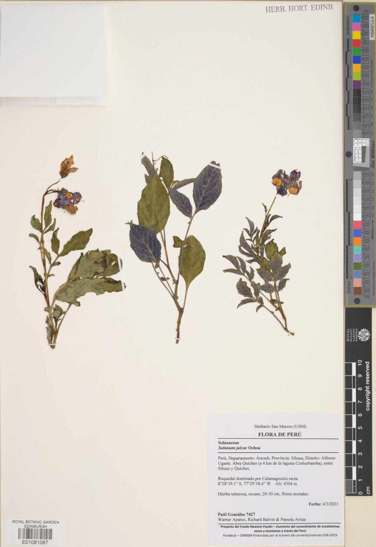 Solanum chomatophilum — houseplant care guide