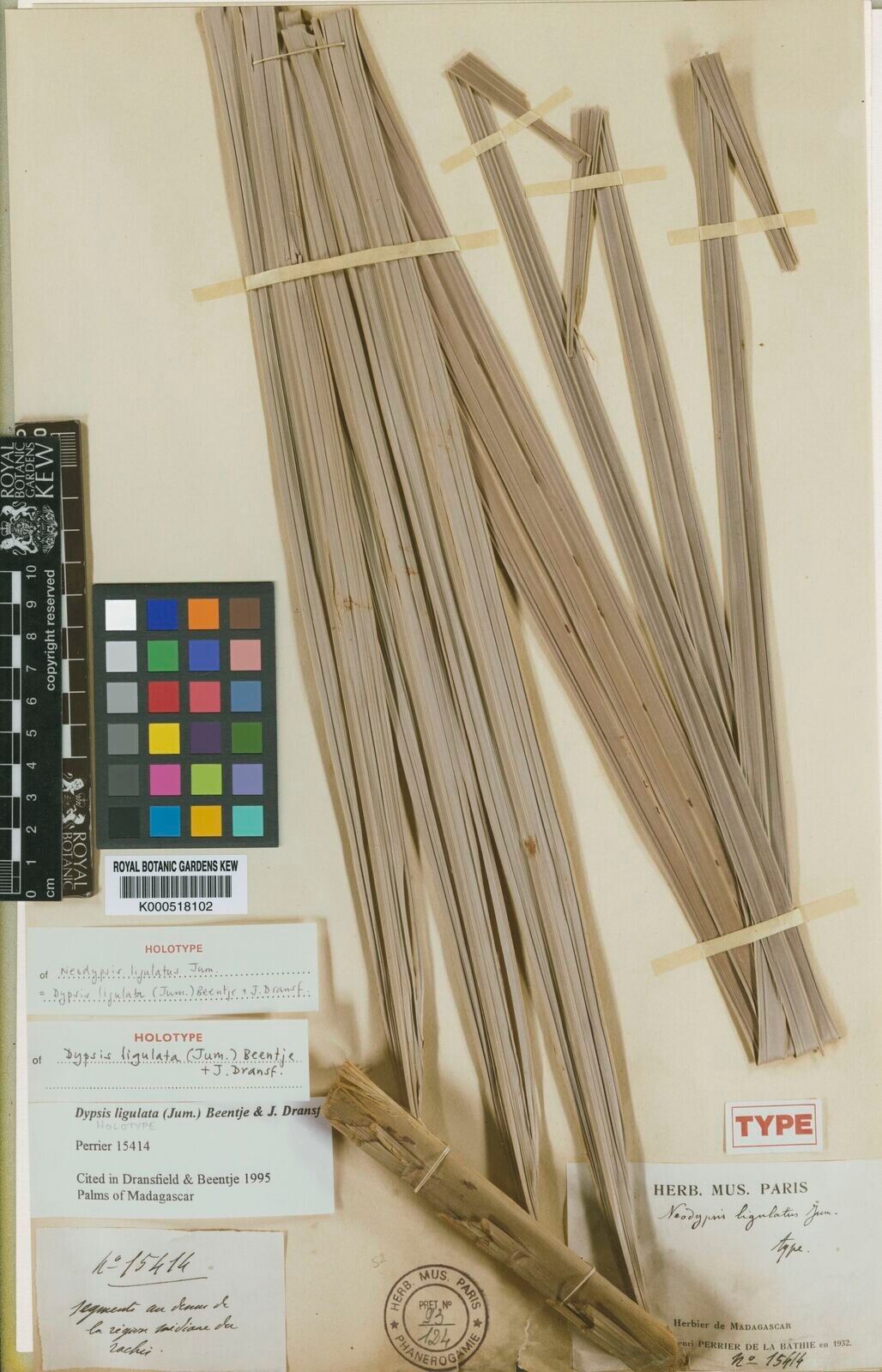 Dypsis ligulata — search result for 'Dypsis'