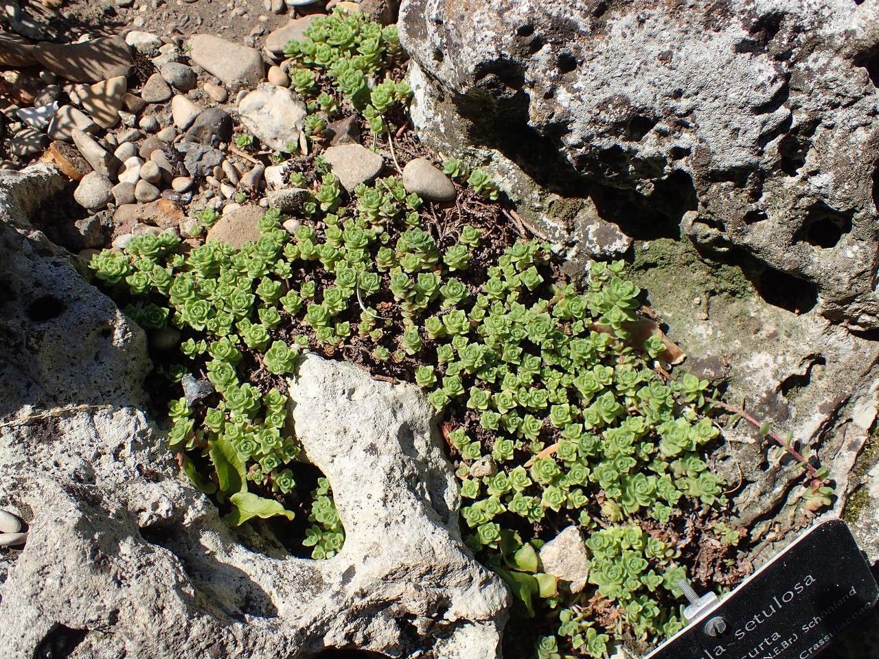 Crassula setulosa habit