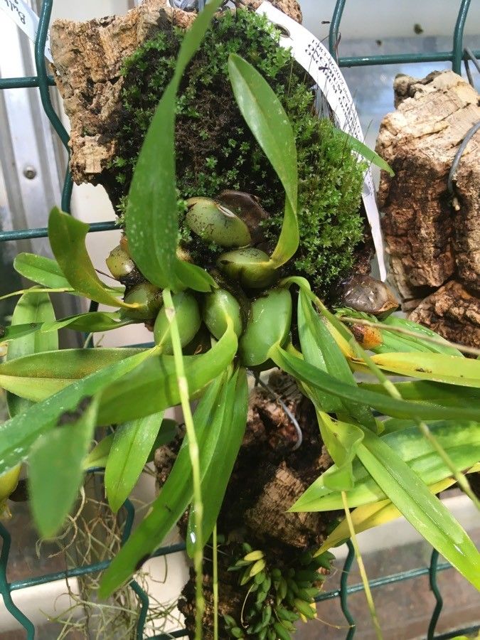 Oncidium cheirophorum leaf