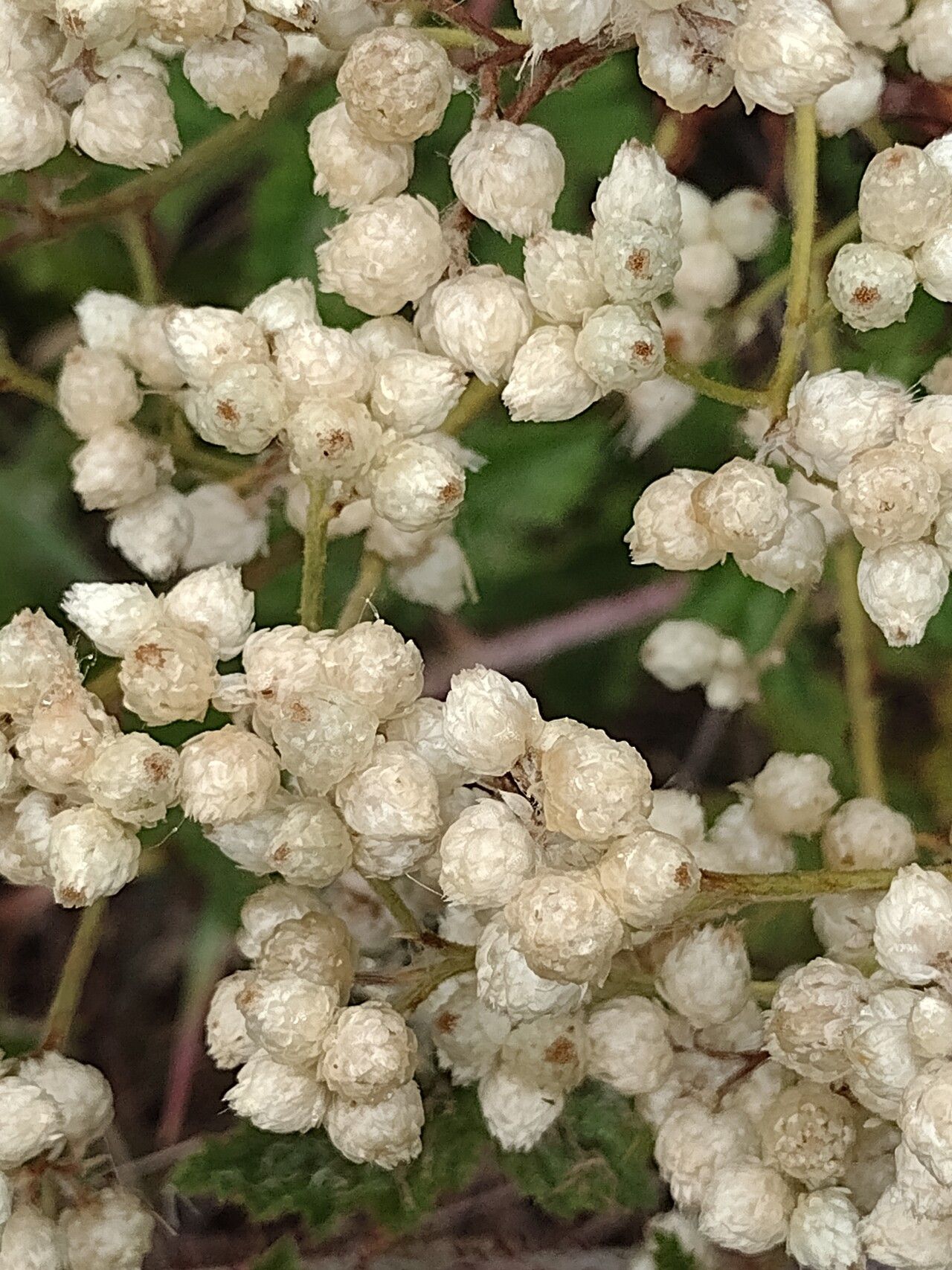 Pseudognaphalium californicum flower