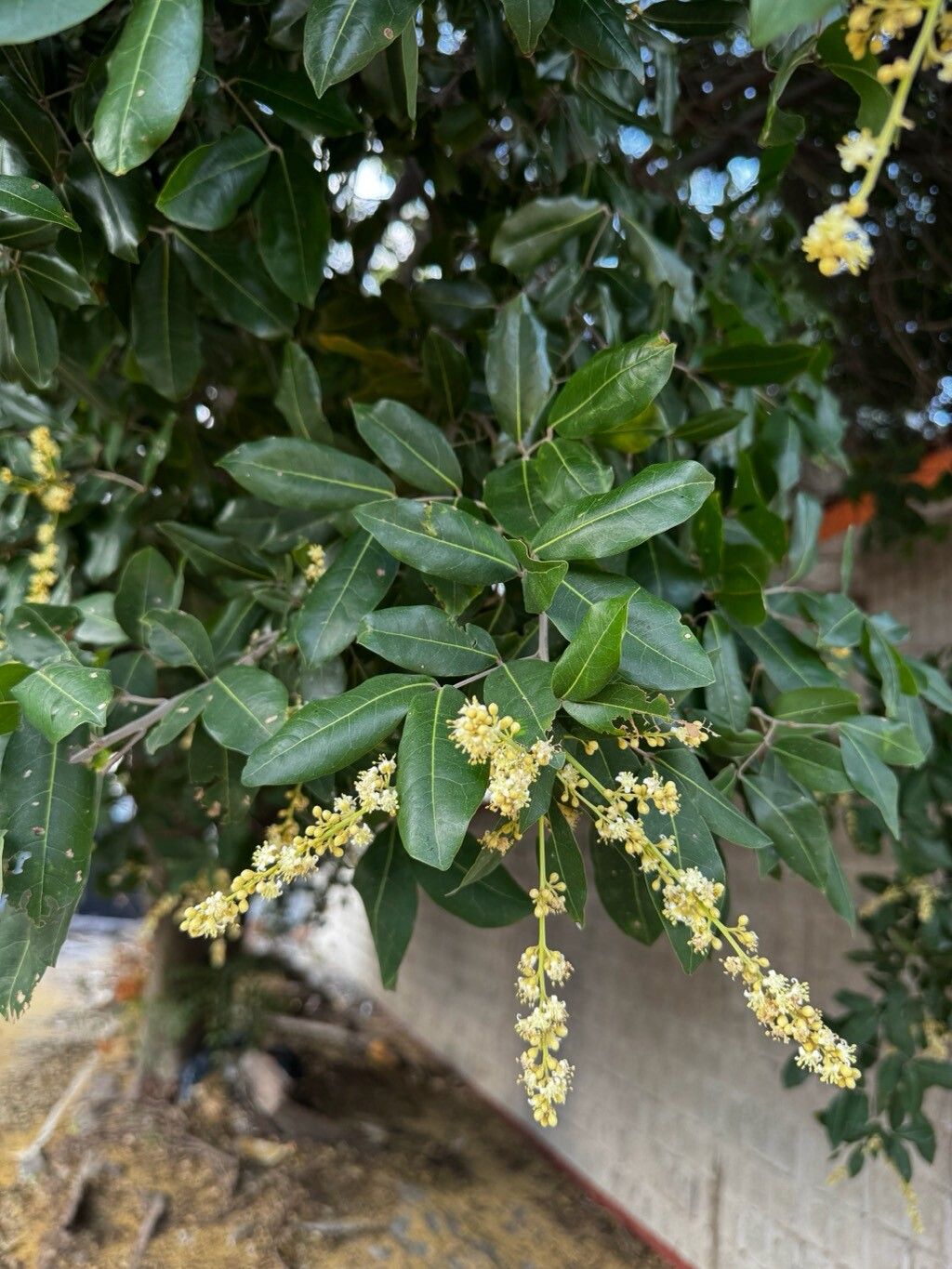 Melicoccus oliviformis leaf