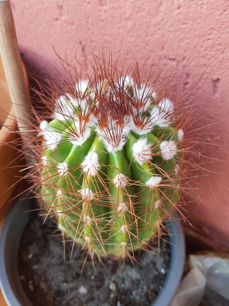 Coleocephalocereus fluminensis flower