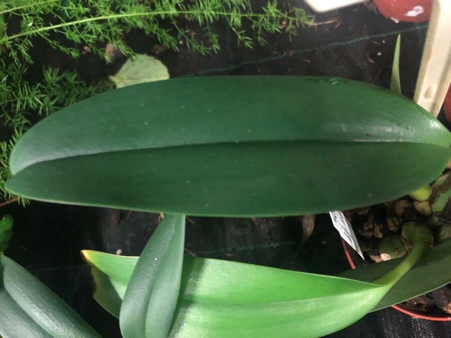 Bulbophyllum carunculatum leaf