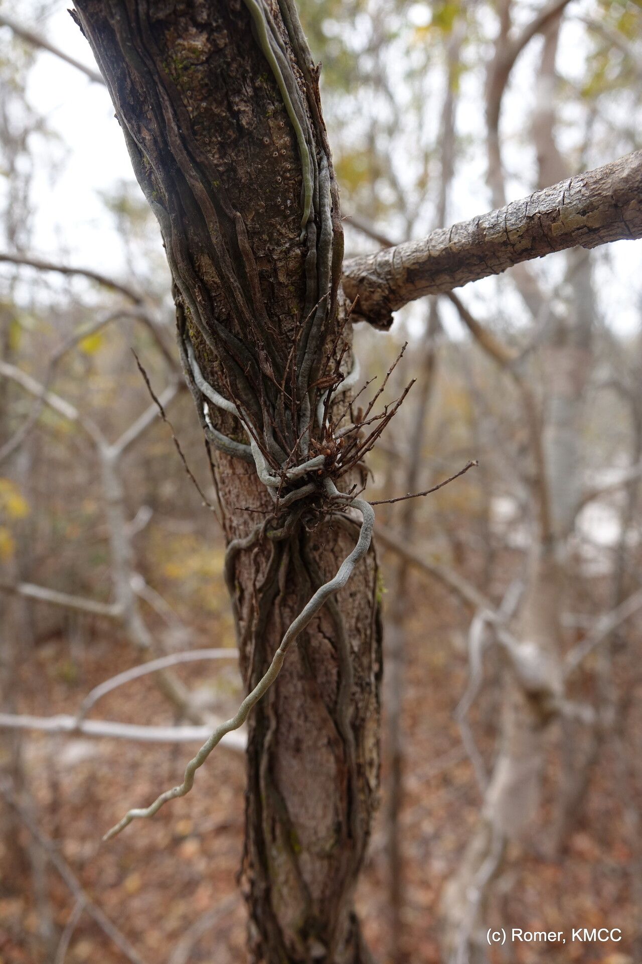 Microcoelia perrieri — houseplant care guide