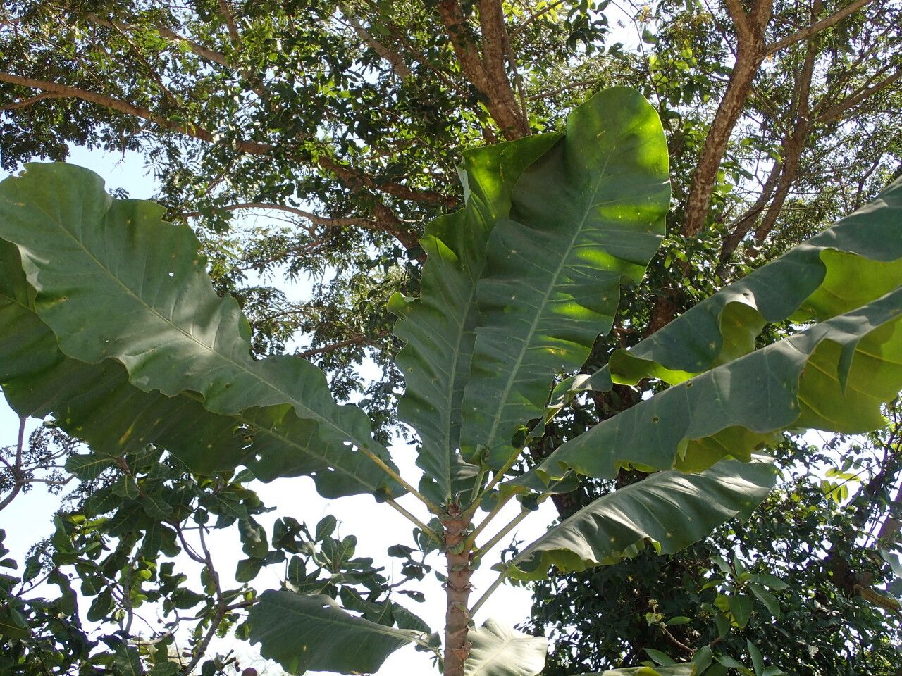 Anthocleista djalonensis — related species from the same genus