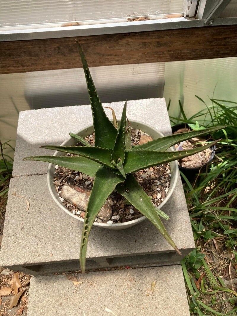 Aloe bussei — houseplant care guide